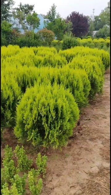 苗圃大量出售洒金柏球，冠幅80-1米，货源充足，欢迎订购