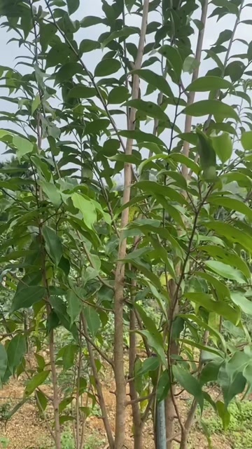 澄迈县国香树心油，免打孔，自然结香。