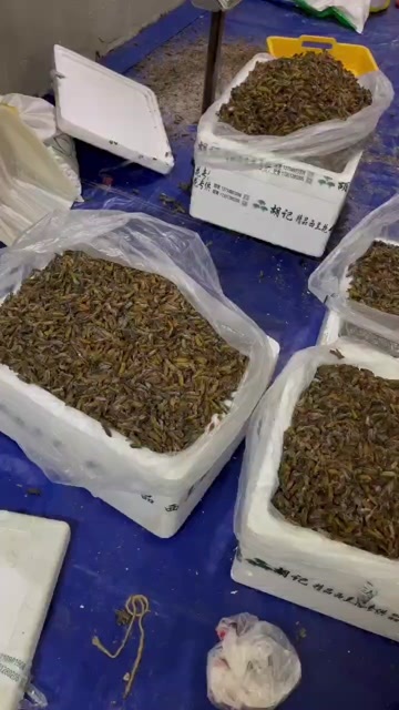 安达市东北产地直销熟冻蝼蛄
