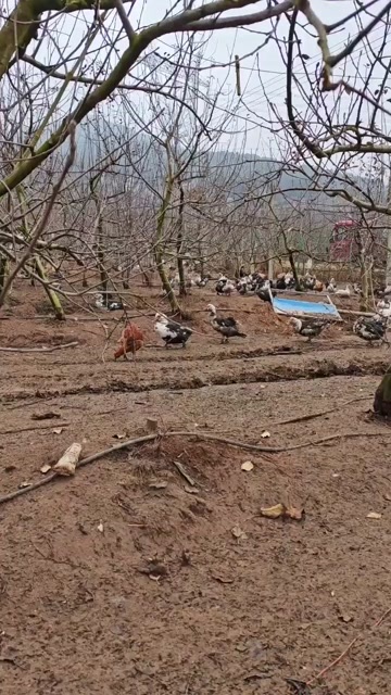 威宁县贵州威宁苹果林散养火鸭 活禽新鲜配送 品质保证 农场直发