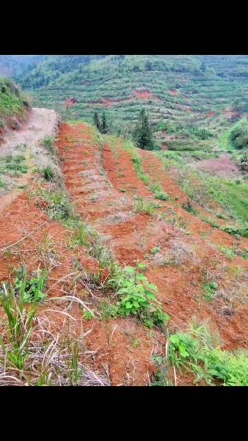 清远200亩左右果园山地出租，租期20年，交通方便
