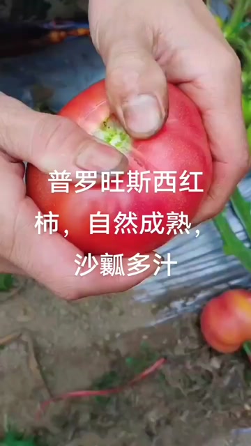 普罗旺斯西红柿