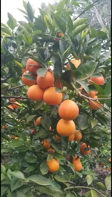 资中县资中塔罗科血橙整车，单件发货！榨果汁的次果有需要的老板看过来