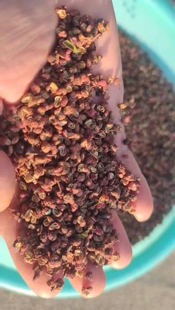 济南山东济南莱芜大红袍花椒，欢迎品尝