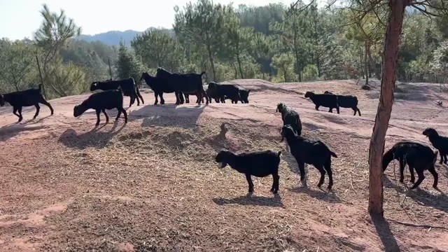 努比亚黑山羊母羊