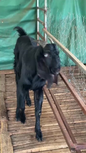 宁化县大马努比亚种公羊常年出售