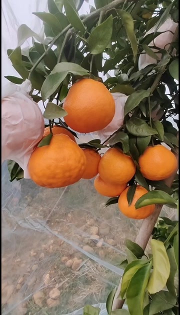荣县纯甜耙耙柑，果面干净，颜色好，一手货源，欢迎老板来盘