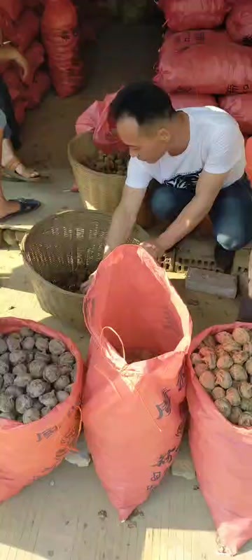 荔浦市荔浦马蹄