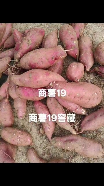 西峡县红薯