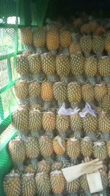 南宁菠萝