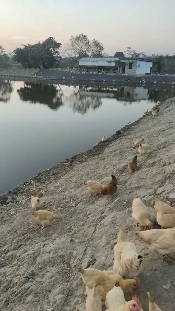阳江土鸡，虾白