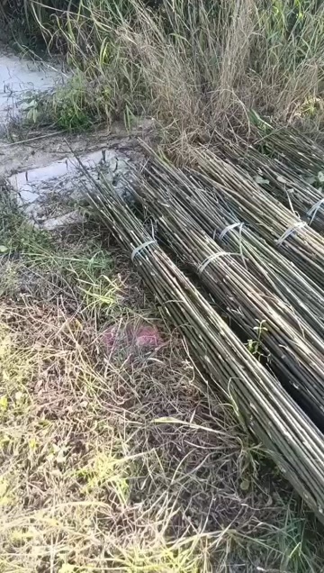 广宁县精品实心竹铁厘竹，适合各种需求使用，种植瓜果蔬菜，工艺制作。