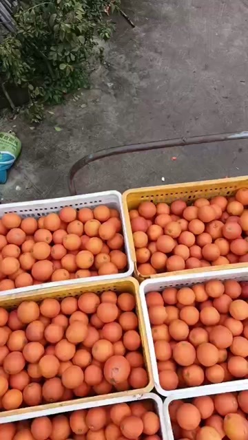 资中县塔罗科血橙，果肉橙红，富含花青素，Vc等营养成分