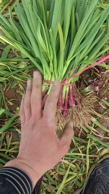 中牟县精品红根蒜苗大量有货，产地一手货源，全国代收，代发需要联系我