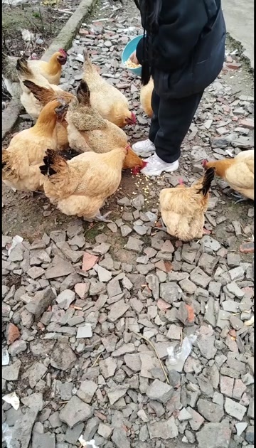 家里老人养了两年多的下蛋土鸡❗❗❗肚子里有蛋籽