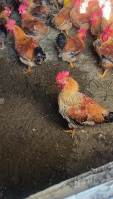 西昌市三黄鸡