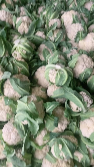 天门市白花菜花