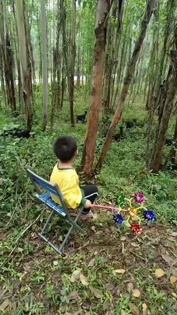 博白县散养雷州黑山羊