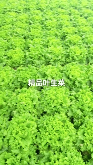 滦南县精品叶生菜，产地直发，品质有保障