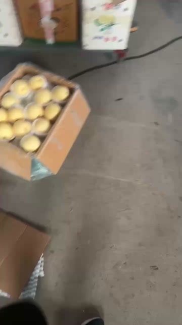 赵县皇冠梨