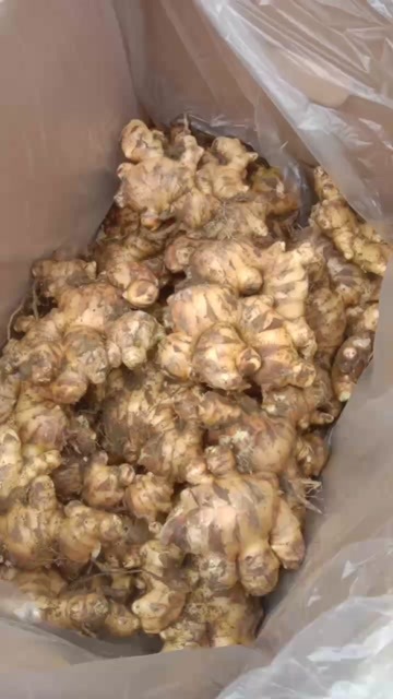 百色广西百色二黄姜新鲜带土发货产地直供精品生姜特色食材