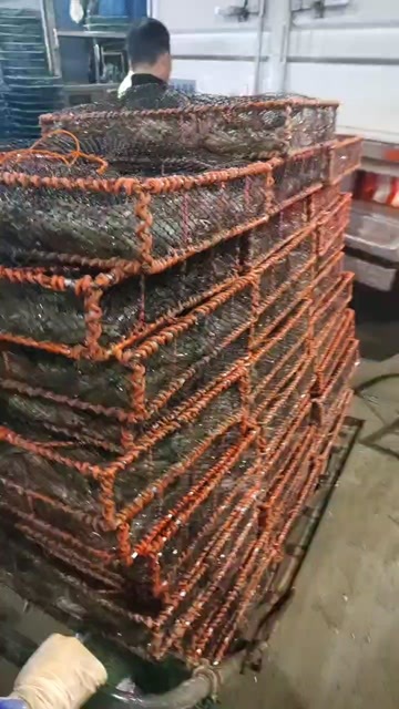 深圳对虾