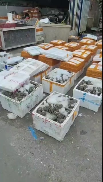 湛江湛江本地白蚝，个体大、肉质肥美、口感鲜嫩