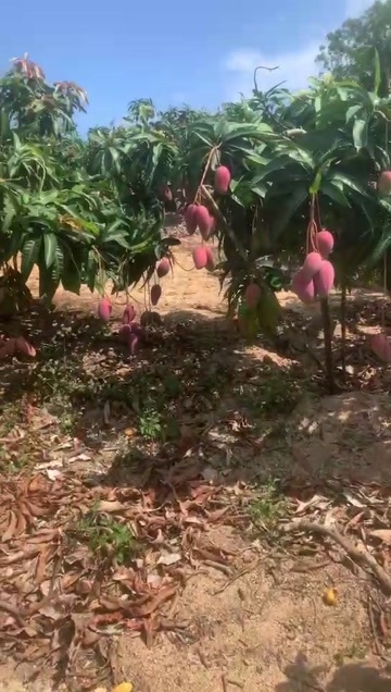 海口海南三亚老果贵妃芒，大量现货，一手货源支持批发零售