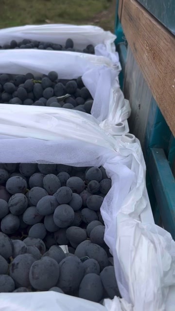 西昌市精品秋黑