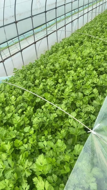 上海上海奉贤新鲜直发 香芹嫩绿爽口营养十足 叶菜类蔬菜天然好食材