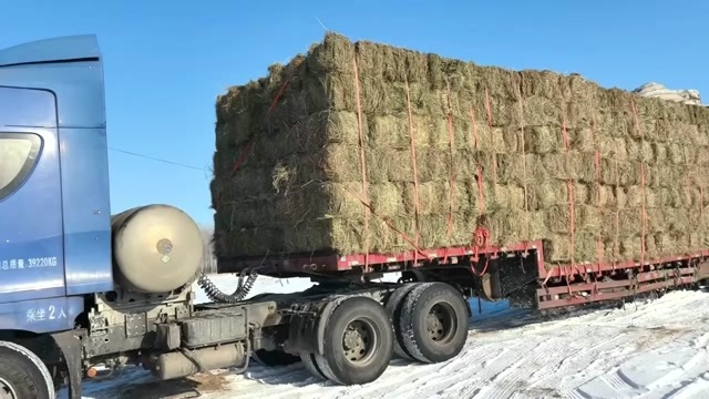 林甸县天然羊草