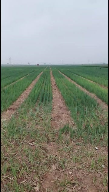 济南章丘产地直发合作社自产章丘长白大葱苗，新货上市，欢迎咨询
