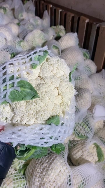 乐亭县精品小米粒，乳白