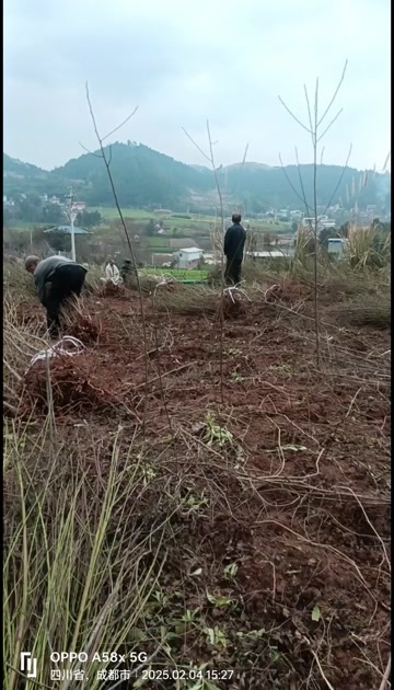 简阳市毛桃苗