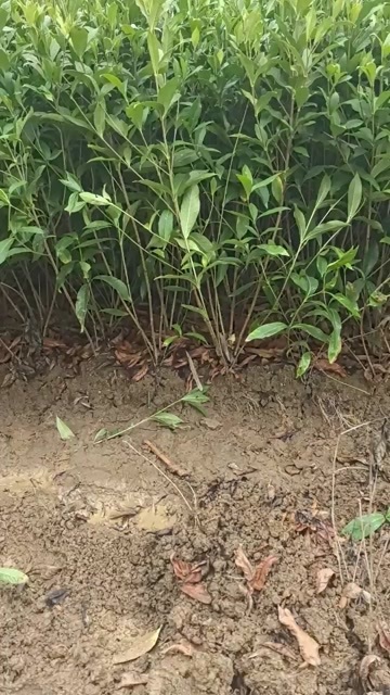 融水县黄栀子苗 优质中药材种苗 柳州融水直发货新鲜健壮易种植