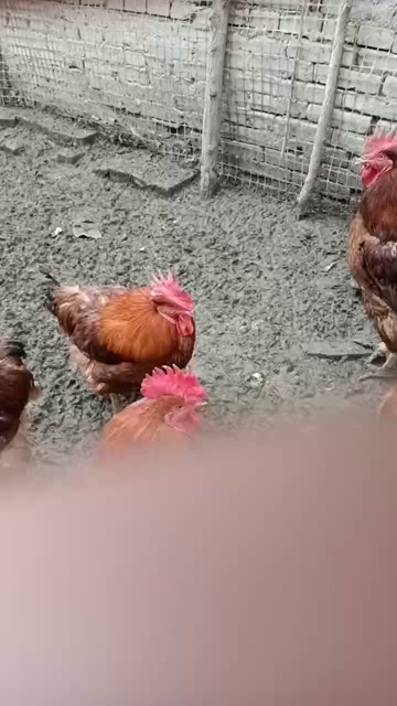 九斤鸡