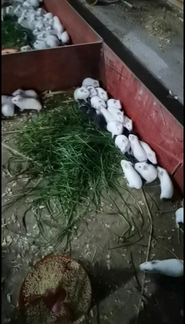 长宁县荷兰猪