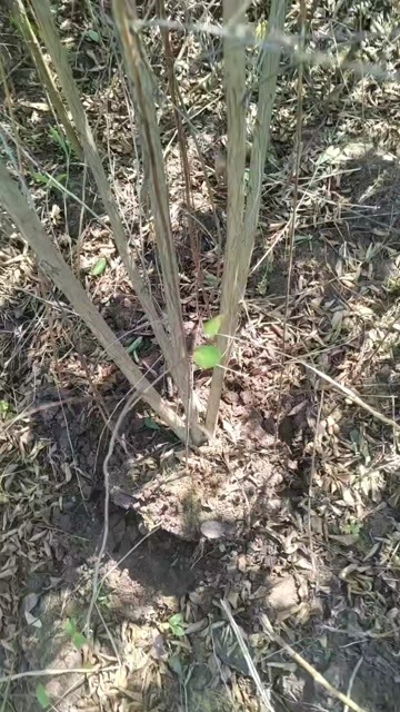 营山县紫薇花树苗