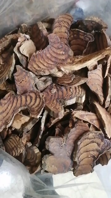 广州鸡血藤