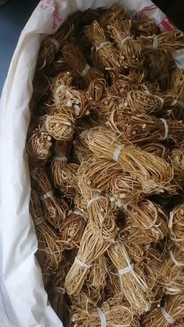 广州五指毛桃