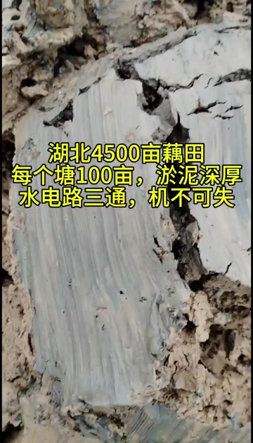 湖北2000亩到4000亩藕田