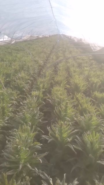 宿州红叶莴笋