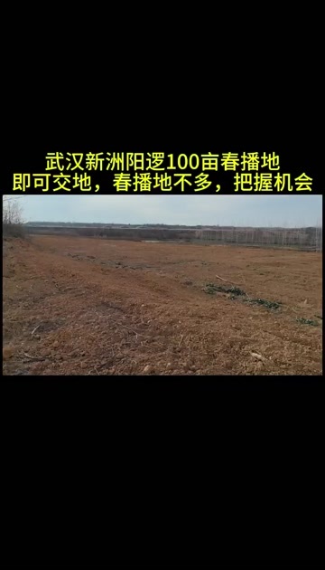武汉武汉新洲区阳逻100亩春播地出租