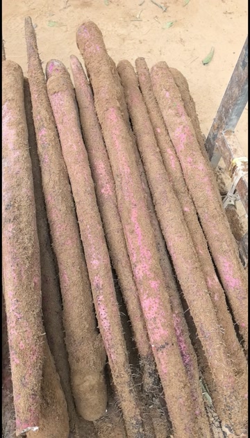 淮山药  小叶淮山  大型基地直供