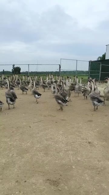 湛江鹅，狮头鹅，大白沙鹅，黑鹅