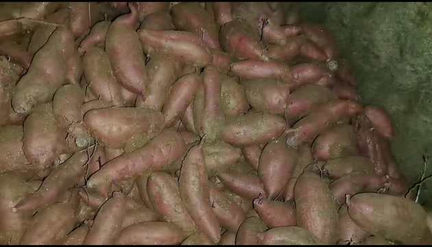行唐县板栗薯 济薯26产地直销 条形好 支持各种包装