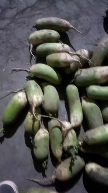 通许县养殖场，加工厂青萝卜，大量有货价位不高需要的朋友可以联系我