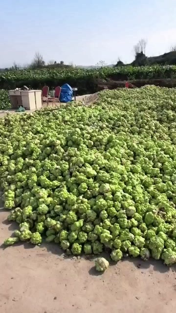 垫江榨菜，无棒菜，货源充足，质量过硬，装车640/每吨，运费自费