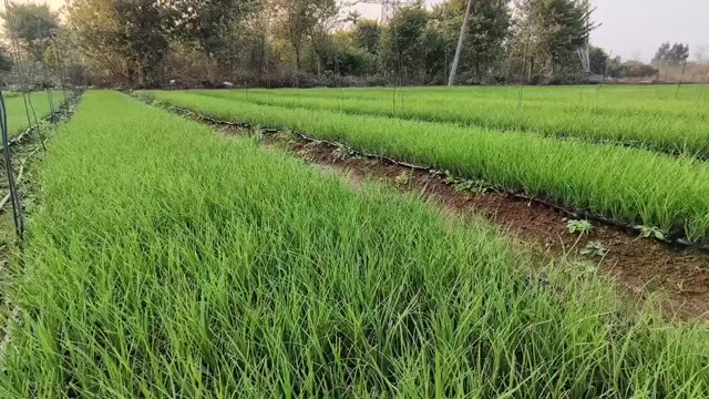 柳州大量韭菜苗出售