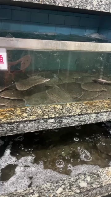多宝鱼